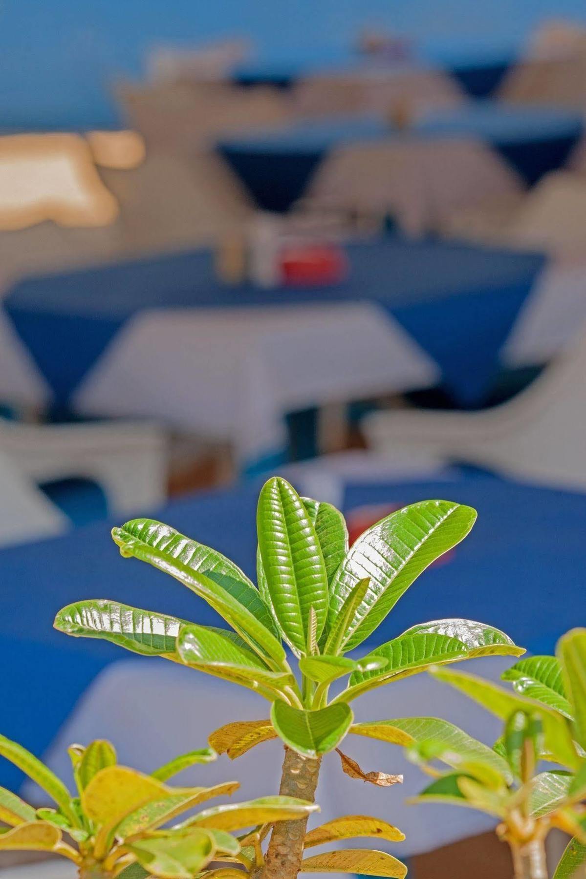 Bed and breakfast Cuba Agonda Extérieur photo